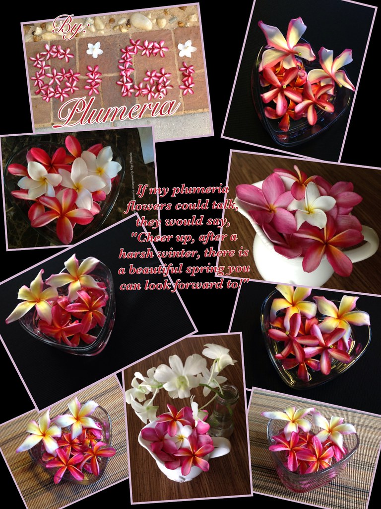 Plumeria flower arrangements Photo collection is a great w… Flickr