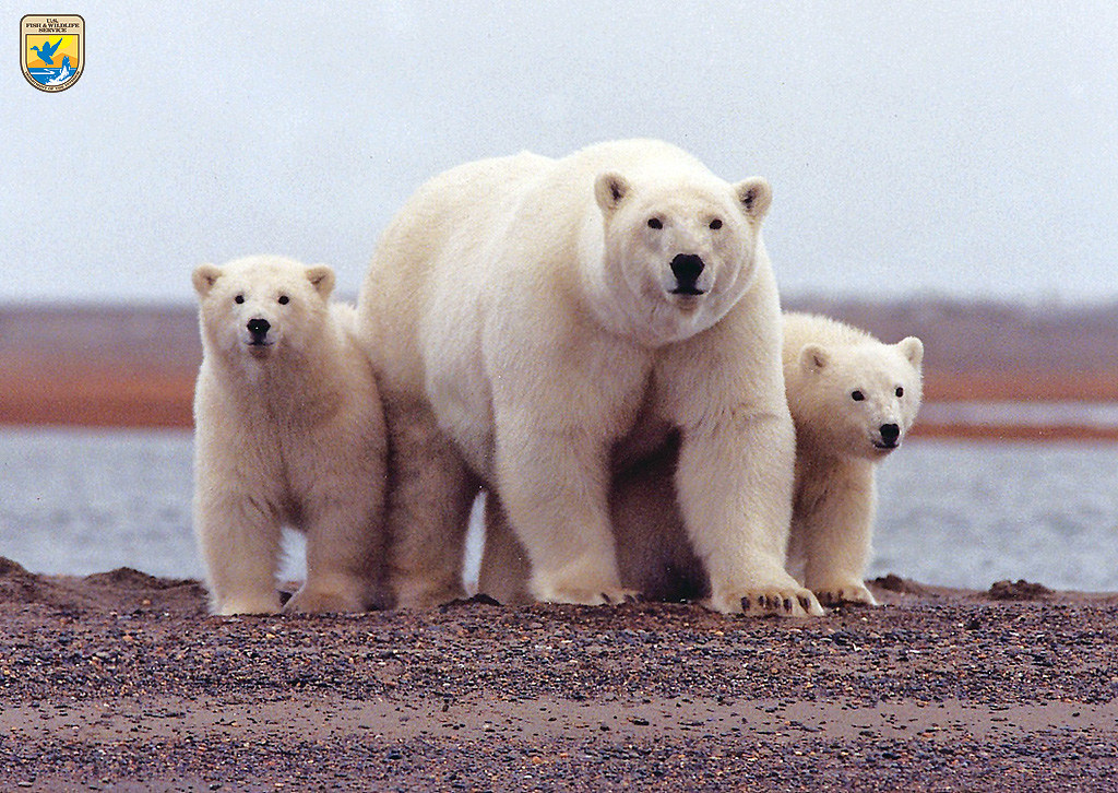 Polar bears, Arctic National Wildlife Refuge A polar bear … Flickr