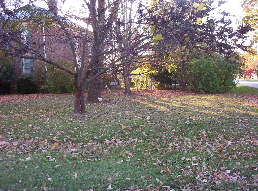 100_0401 Albino Squirrels, Marionville, Missouri selro4me Flickr