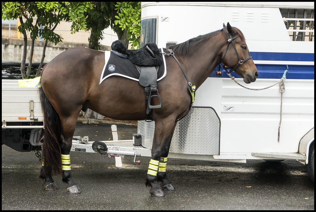 Police Horse for Redcliffe Queens Baton Relay= Police Hors… Flickr
