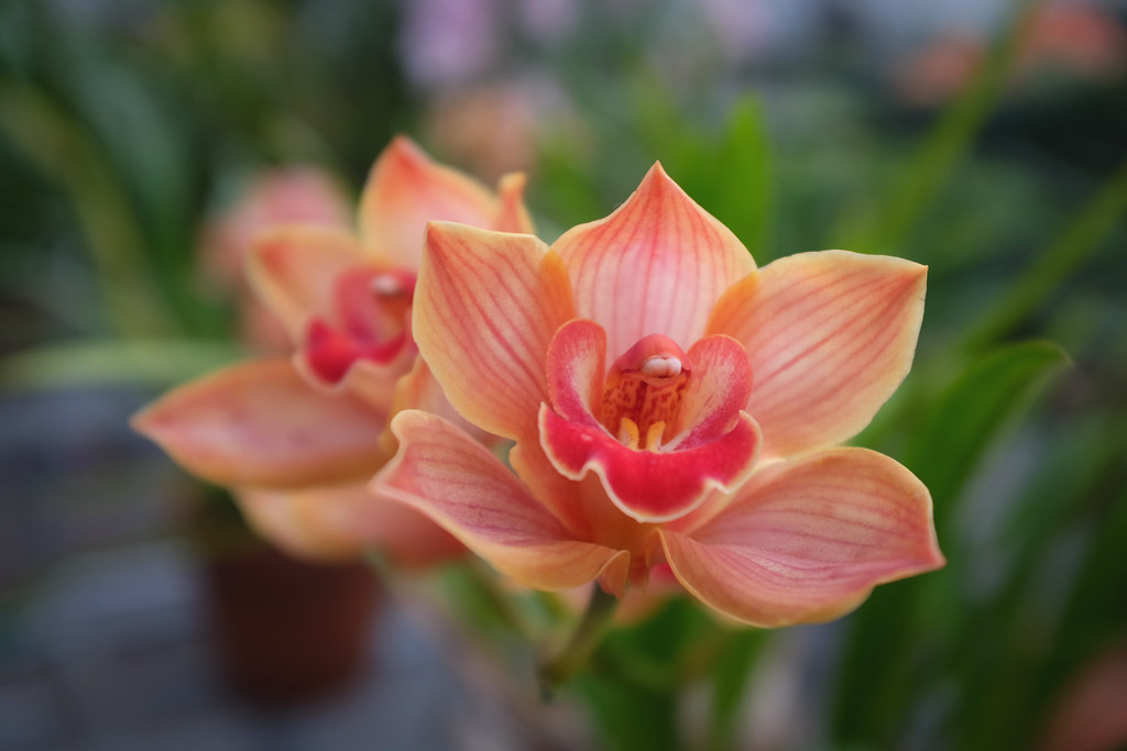 This flower looked like it had top teeth hahaha Isabella S… Flickr