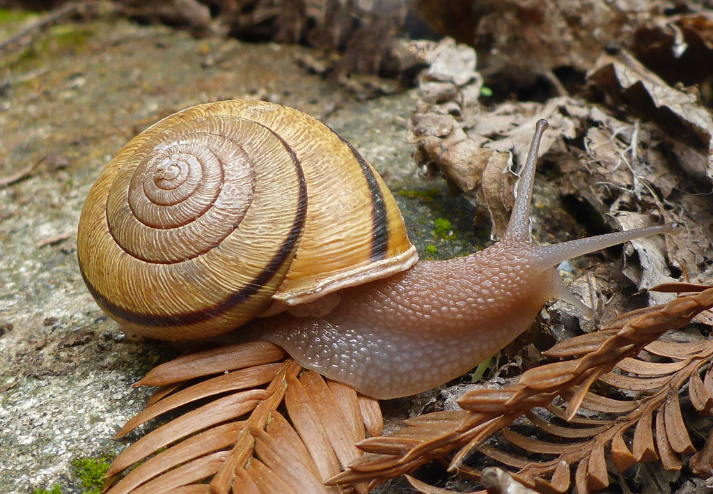 Mostly Native and A Few Introduced Snails of California Flickr
