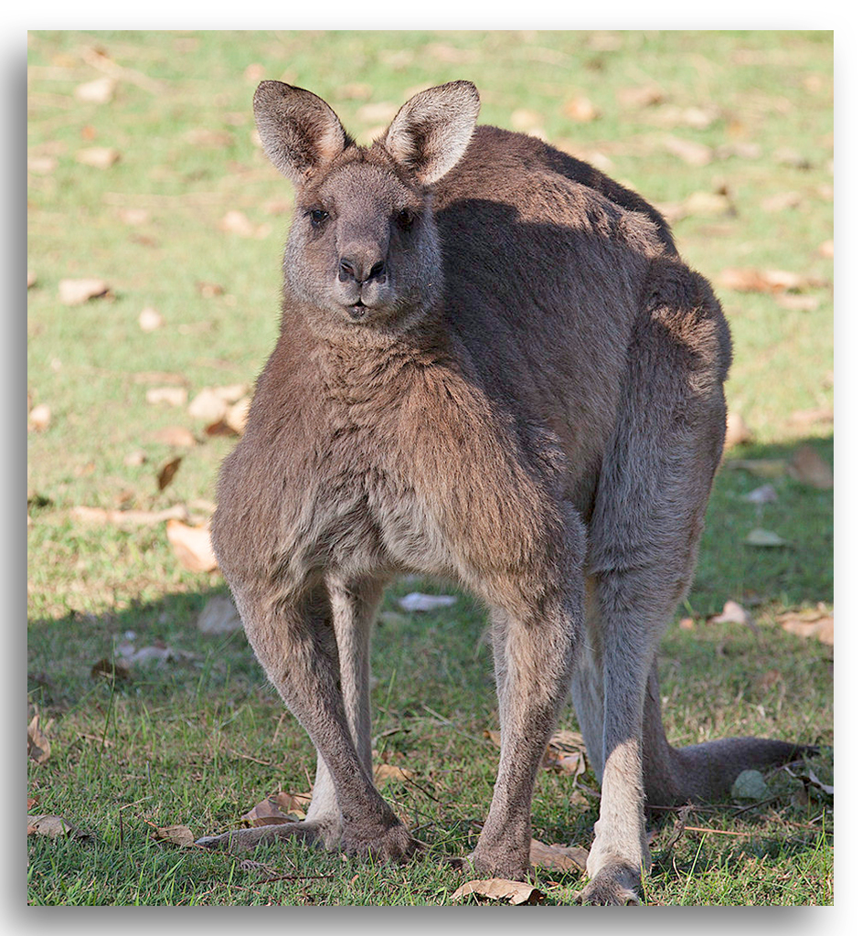 Buck Male Kangaroo's FM Forums