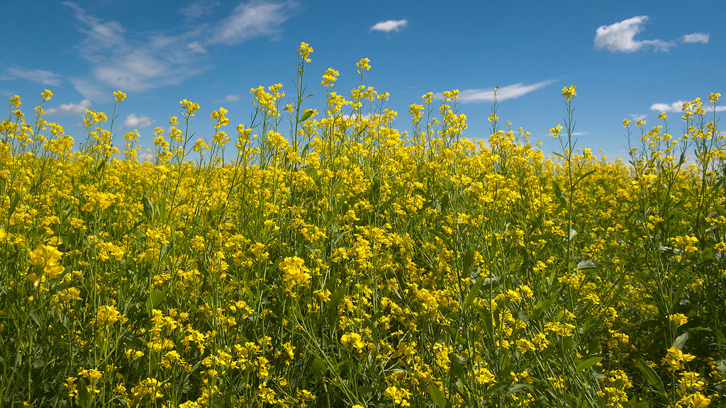 MustardFieldGPEIBLS_6943x_CPEI Mustard field near Victoria… Flickr