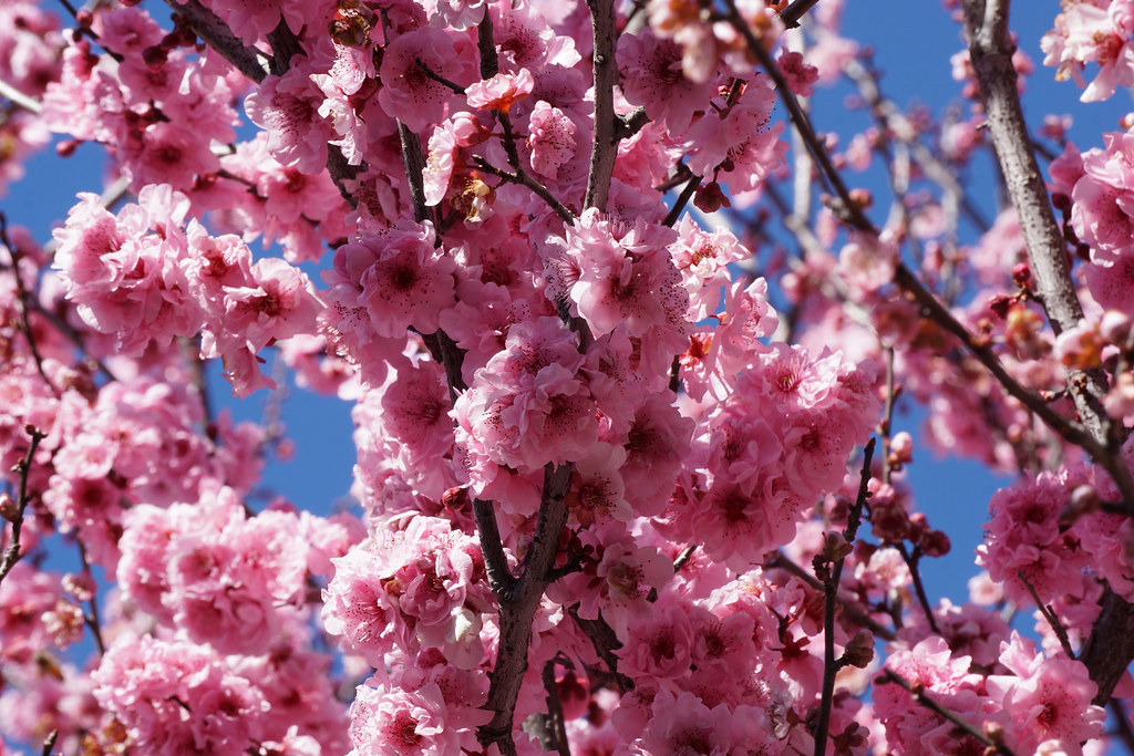 Landscaping Elderslie 🥇 [Local] Top Landscaper