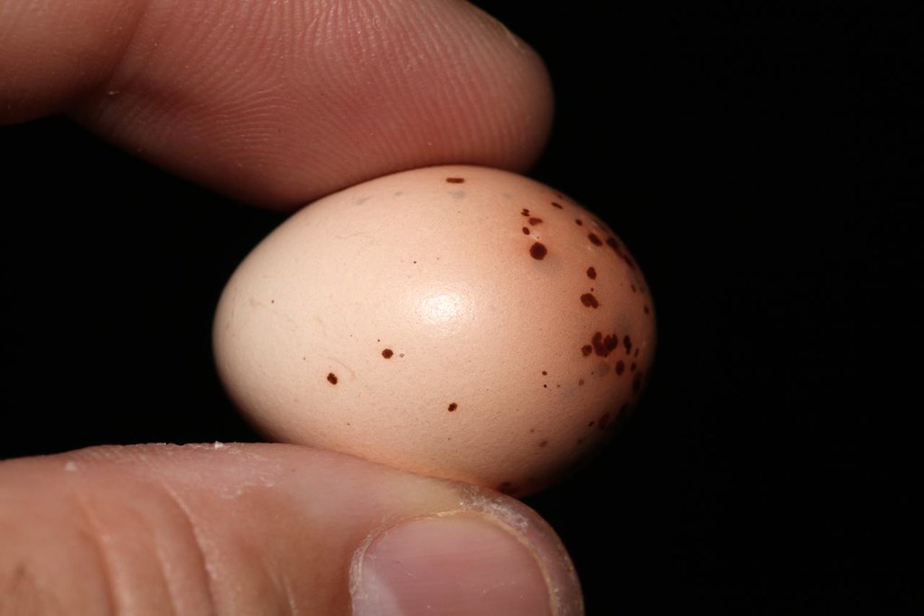 Yellowthroated Miner (Manorina flavigula) egg, Darwin Mus… Flickr