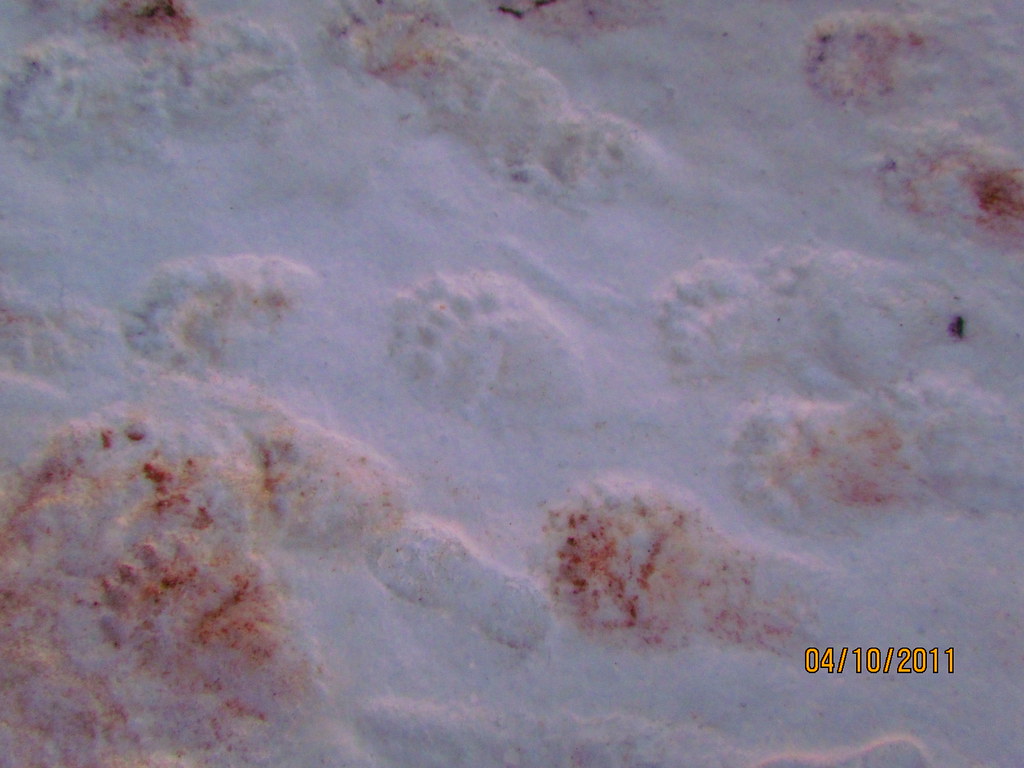 Bear paws at the Kaktovik airport y_chowdhary Flickr