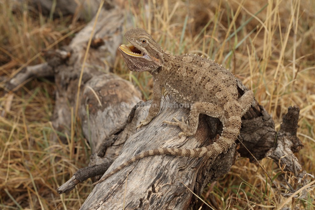 Pogona henrylawsoni Female Black Ground Bearded Dragon