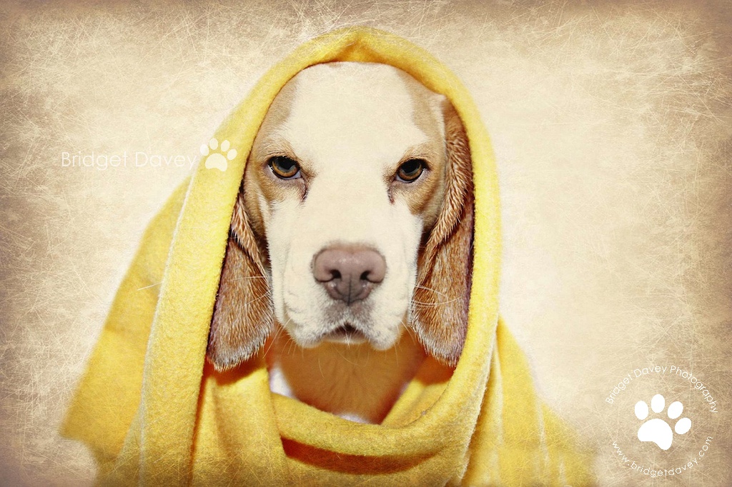 Lucy Beagle Pet Photography Leighton Buzzard Bridget Dav… Flickr