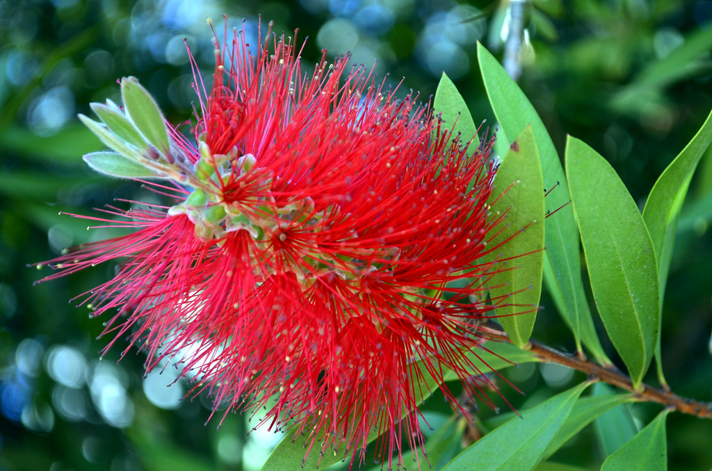 Callistemon rigidus (Bottle Brush Tree), buds Blog post p… Flickr