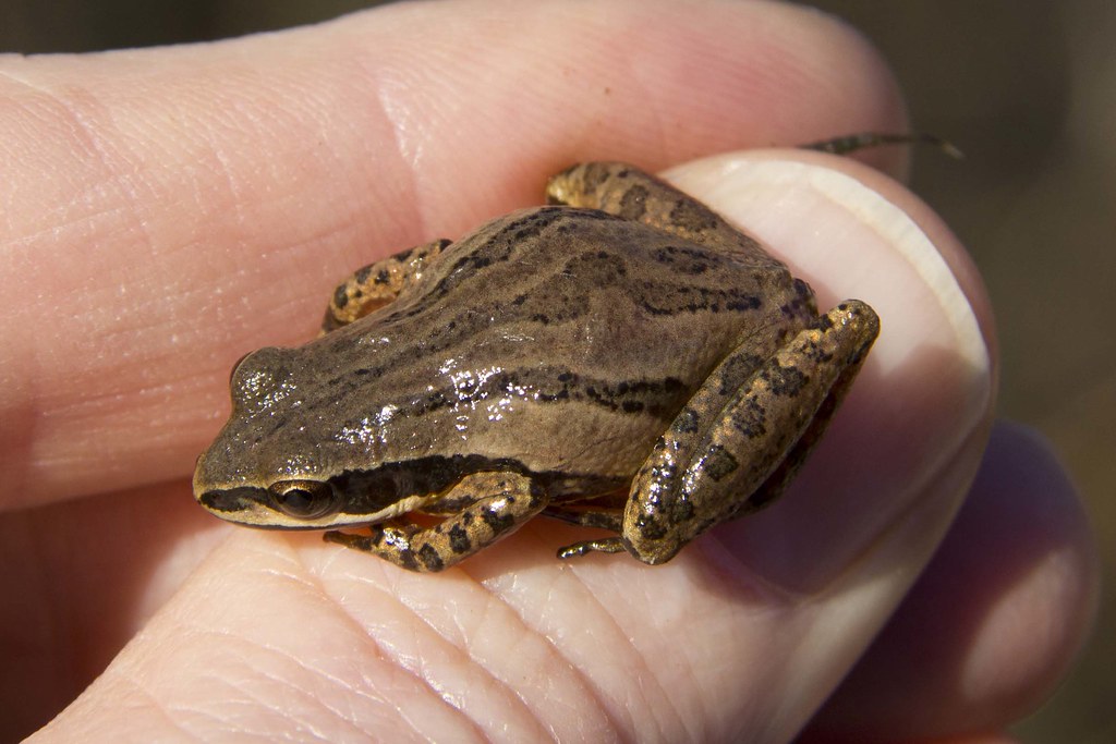 Cajun Chorus Frog Pseudacris fouquettei a photo on Flickriver