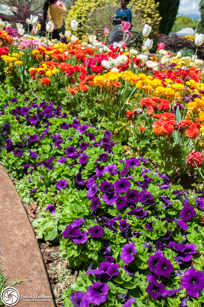 2016 Carnival of Flowers Queens Park Queens Park Botanic… Flickr