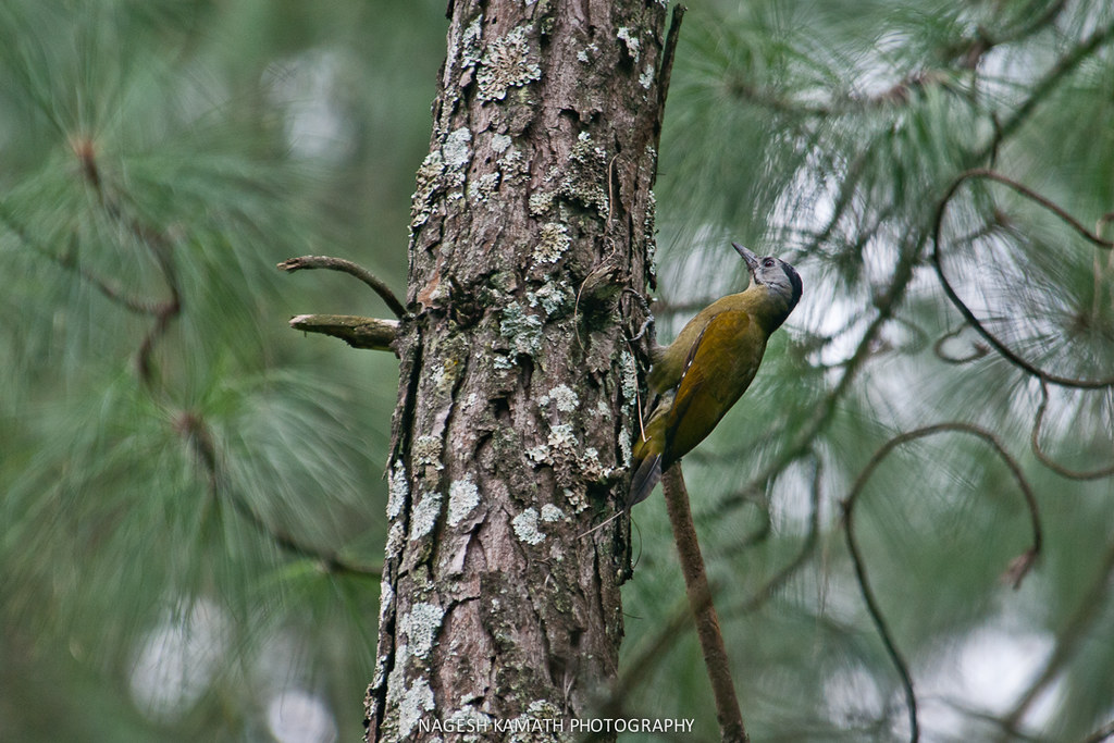 Greyheaded Woodpecker Flickr
