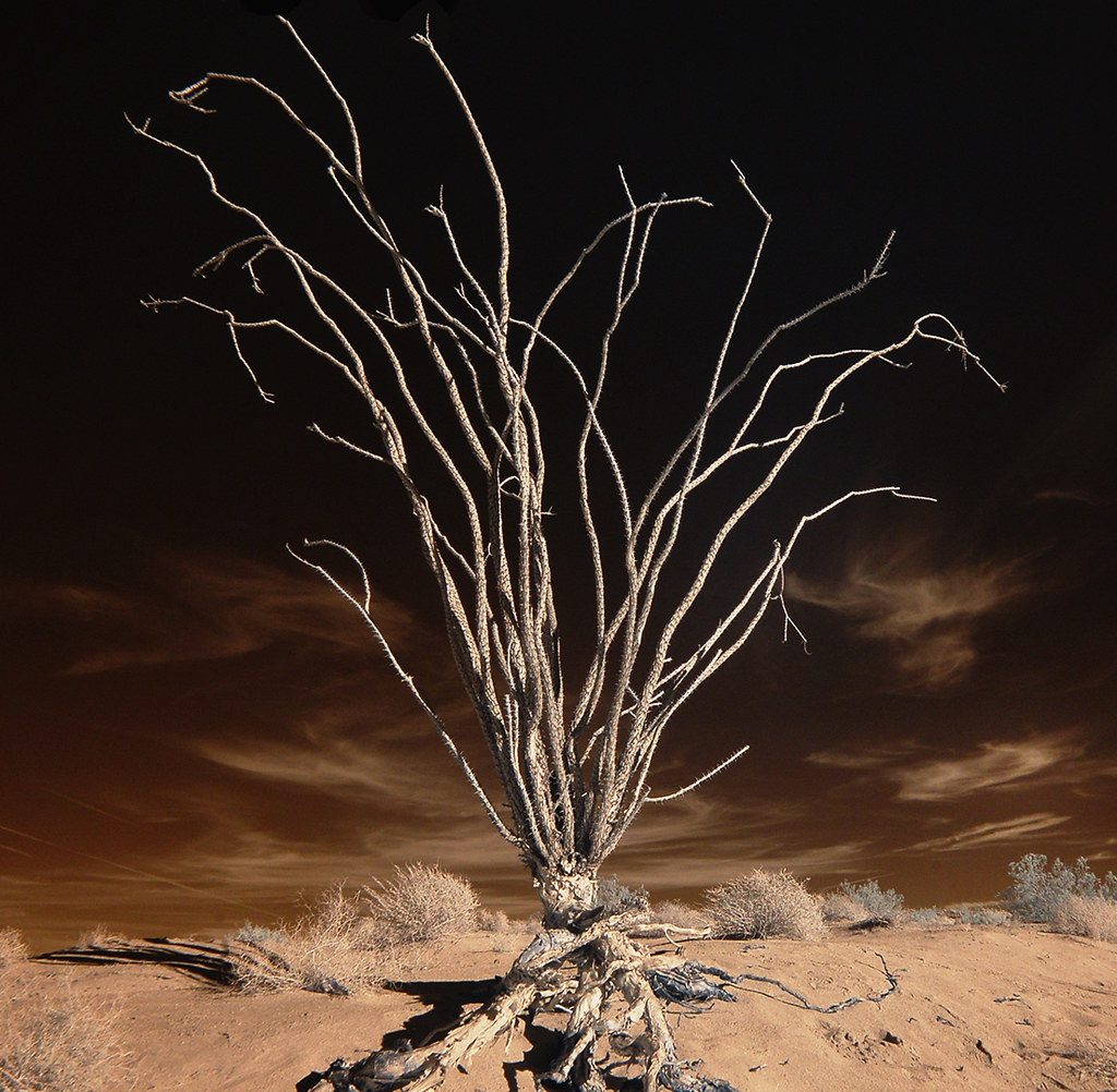 Ocotillo In Infrared This was taken out at Font's Point in… Flickr