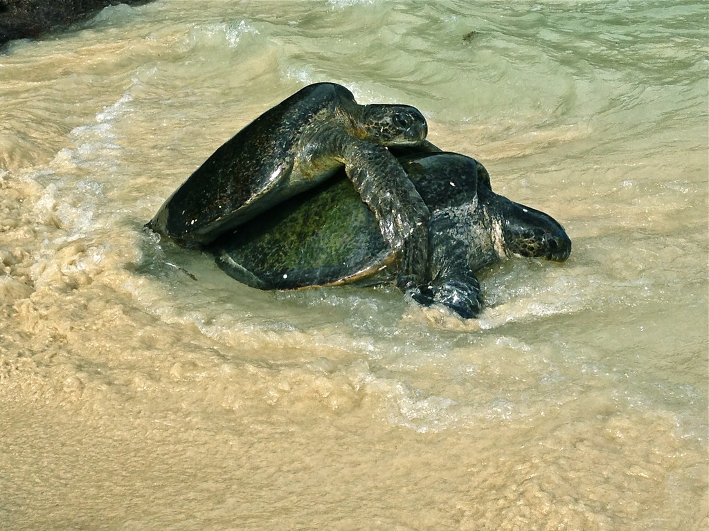Turtles Mating M. Stephen Chasan Flickr