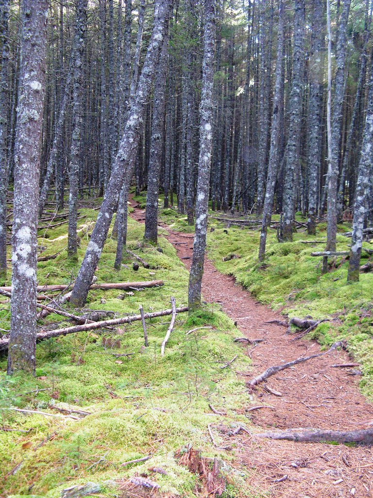 Pine Grove Trek Grassy Pond Trail, Baxter State Park, nort… Flickr
