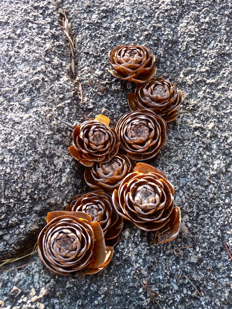 Pine cone roses These fall from the tree just like this. A… Flickr