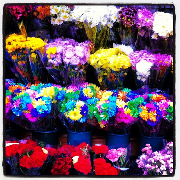 Pretty flowers any time of year Pretty flowers any time o… Flickr