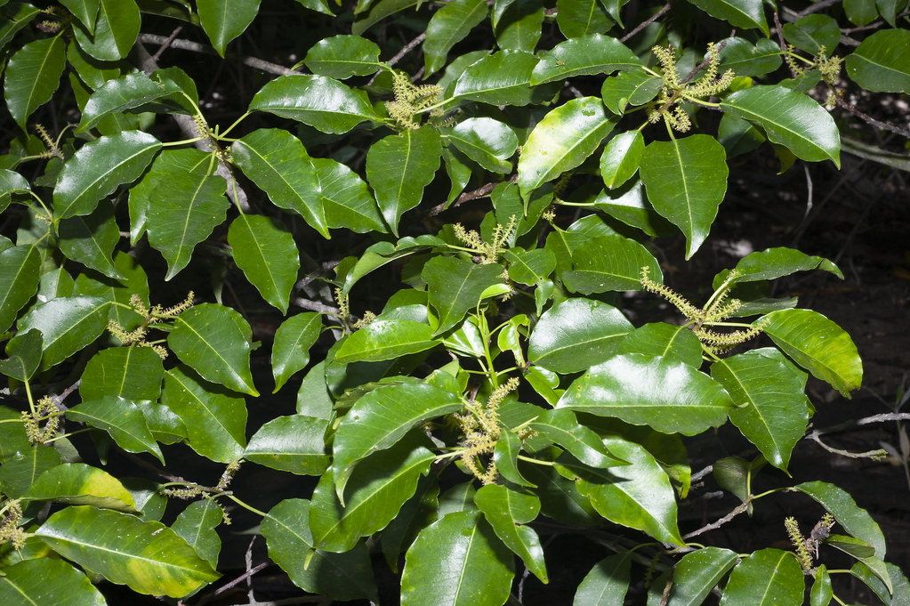 10 Poisonous Plants in the Philippines