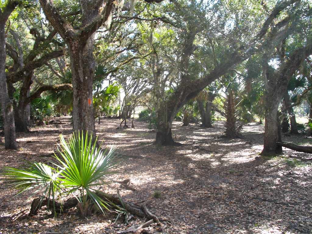 In the oak hammock Florida Hikes Flickr