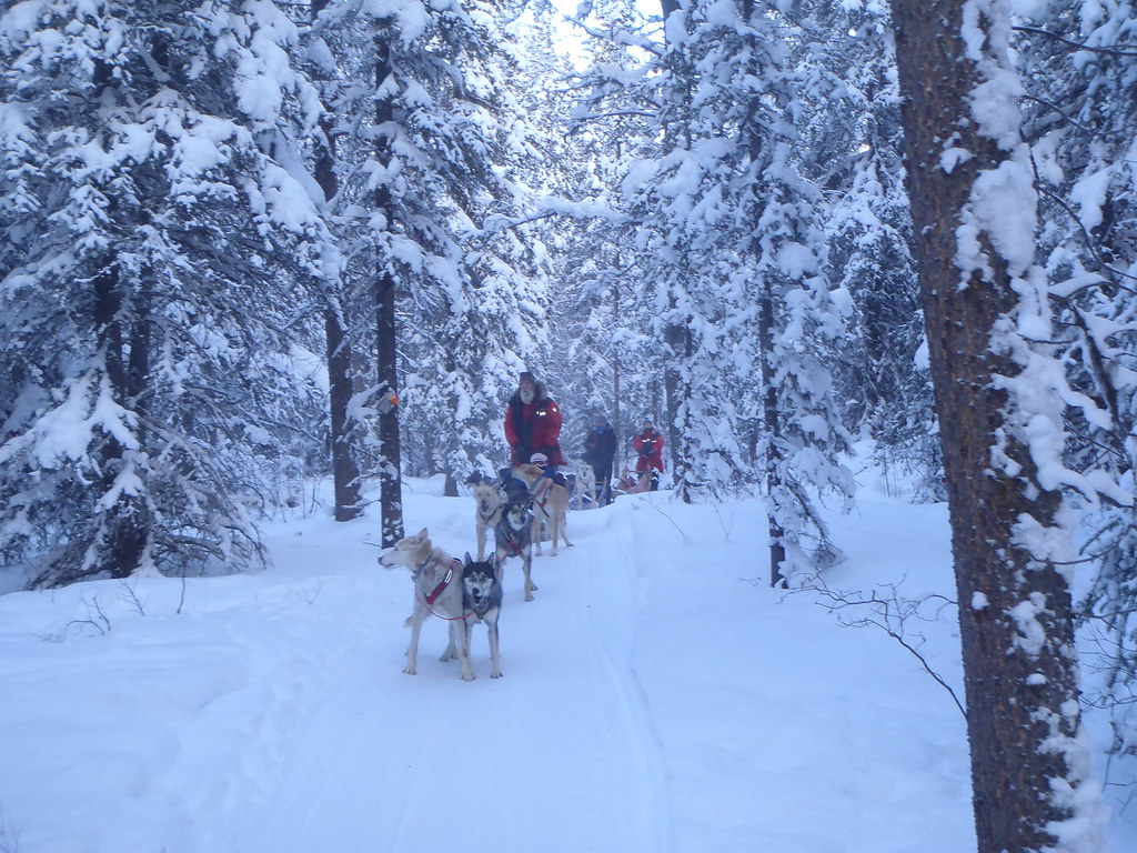 Dog Mushing OLYMPUS DIGITAL CAMERA Harry`s Album Flickr