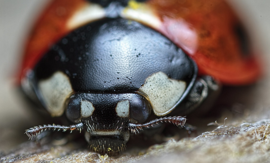 Say cheese miss lady bug I love the wonderful macro World!… Flickr