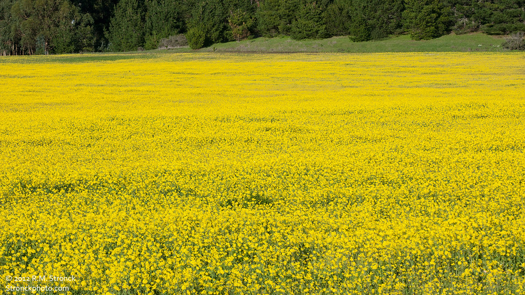 Mustard field Half Moon Bay, CA [HMB_mustard51213] Bob Stronck Flickr