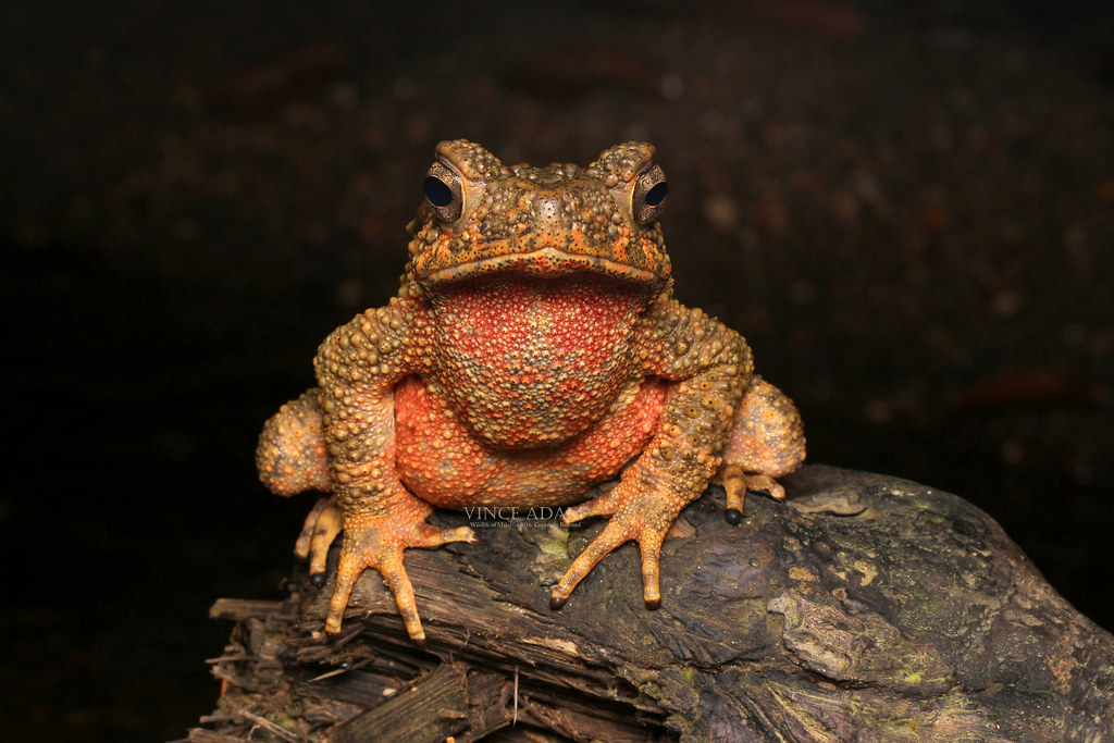 IMG_84391(W) Giant River toad (Phrynoidis juxtasper) Flickr
