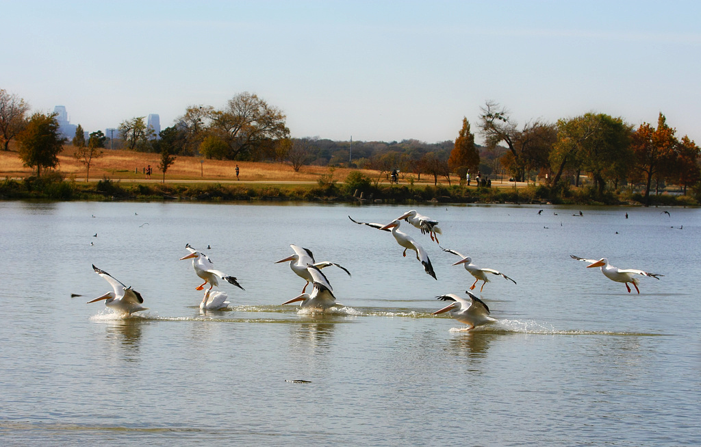 Pelicans Landing At Sunset Bay White pelicans landing at S… Flickr