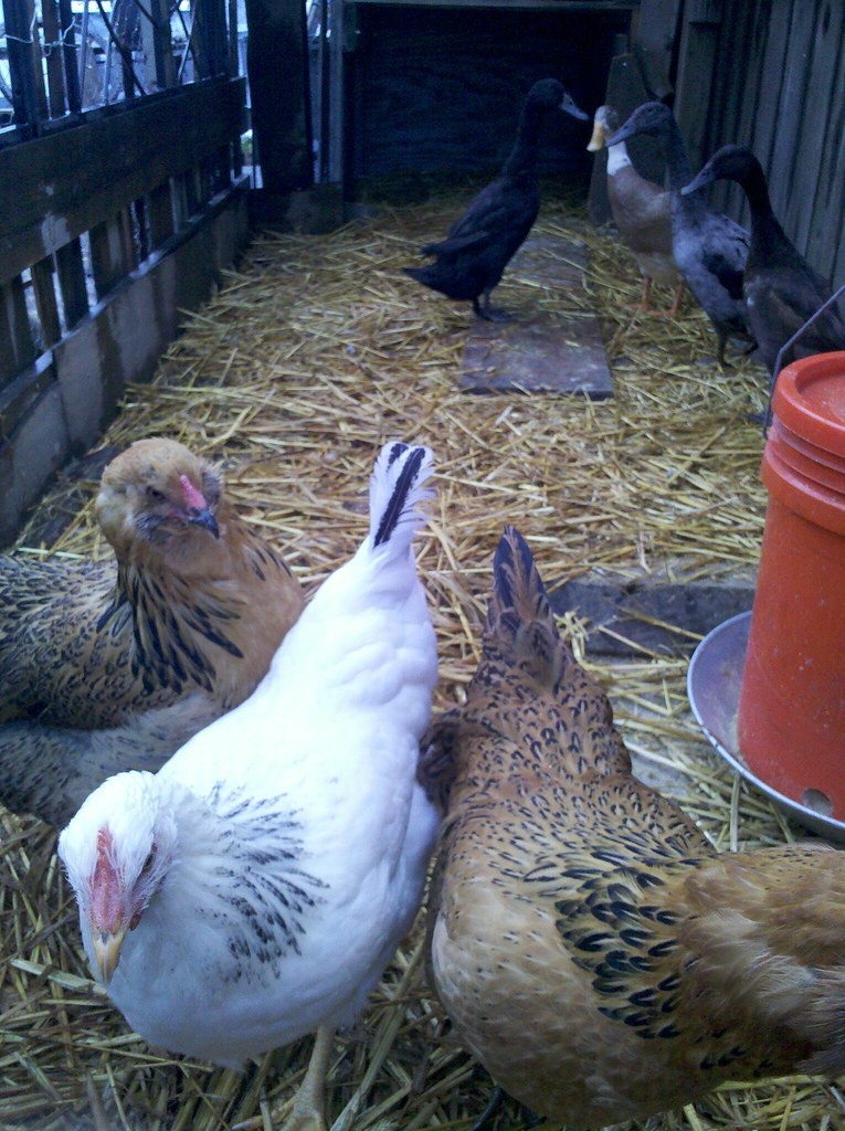 Chickens and ducks, learning to cohabitate. Sort of. Flickr