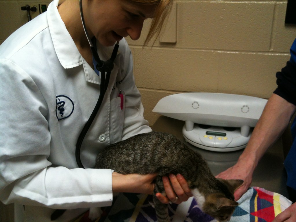 Kittens' first vet visit Paulo O Flickr
