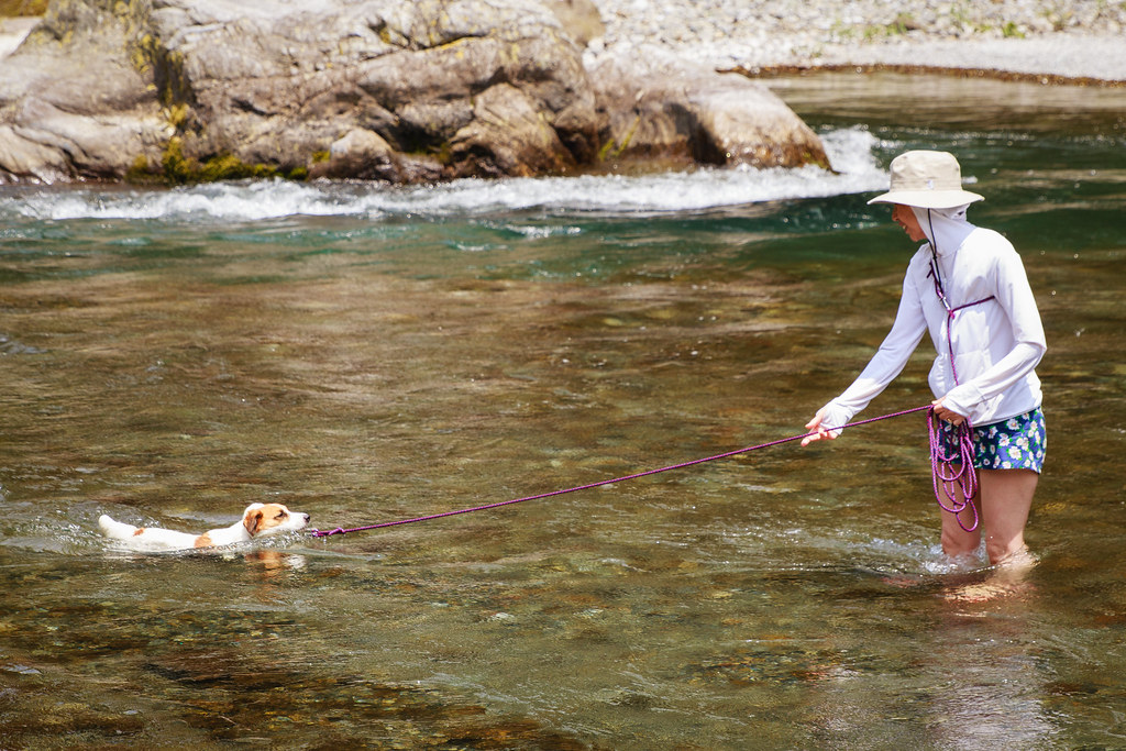 A Dog Swimming in the River A dog swimming in the river. S… Flickr