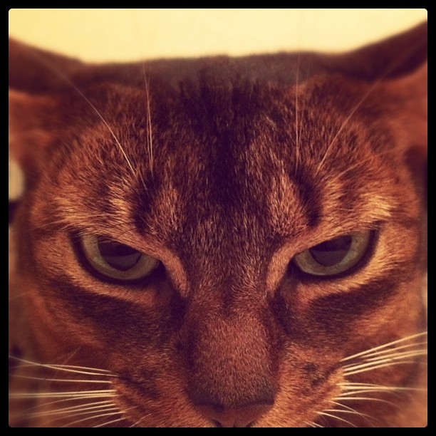 Kitteh purrs contentedly on my chest Kitteh purrs contente… Flickr