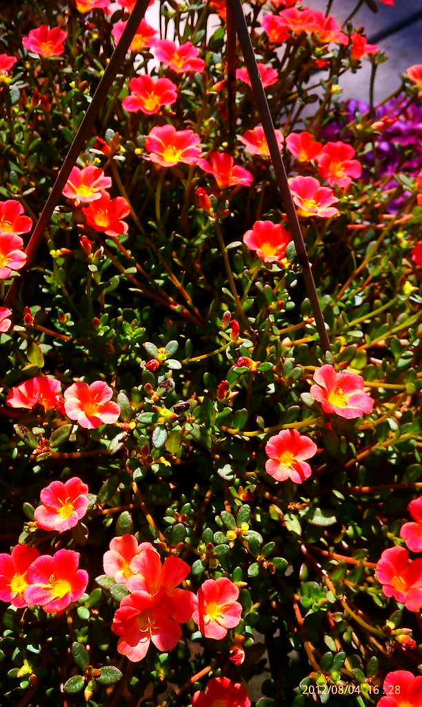 home 008 summer flower that sleeps at night Diane LaFleur Flickr