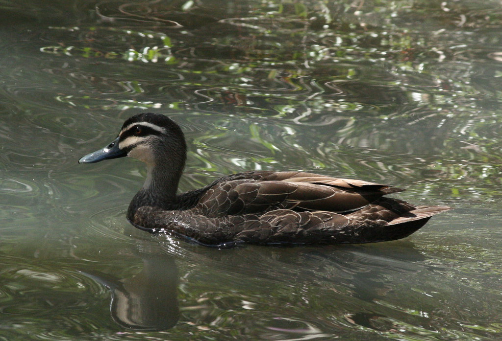Wagga Wagga Botanical Gardens Catherine Gabriel Flickr