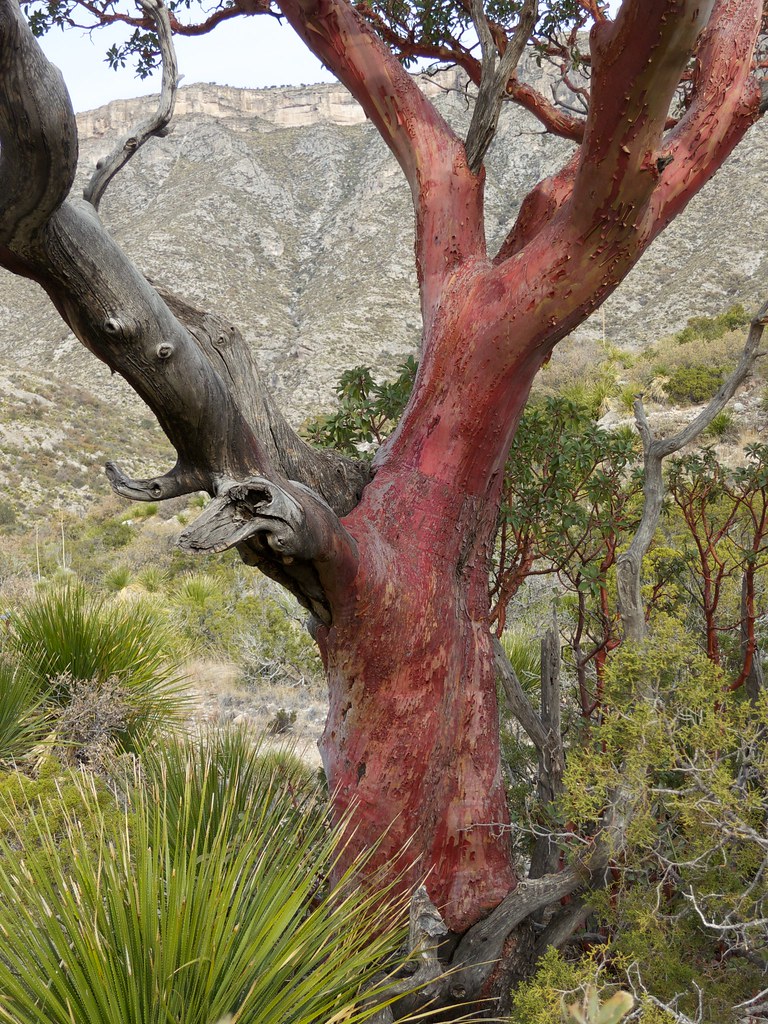 Texas Madrone Arbutus xalapensis Roger Shaw Flickr
