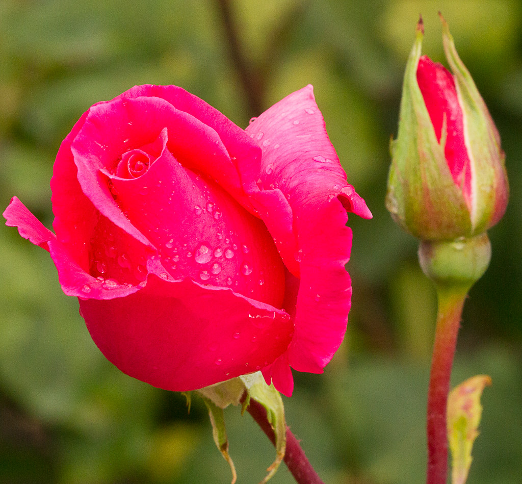 Rose Christchurch Rose Garden Hagley Park Paul Furborough Flickr