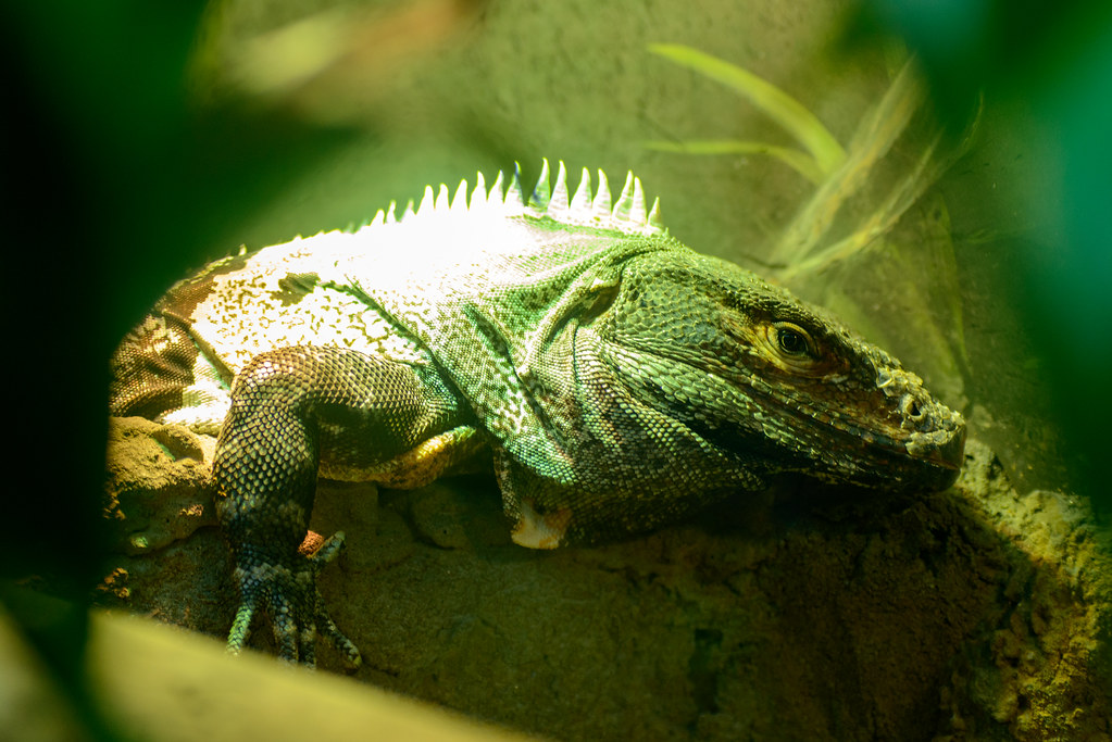 Iguana Profile really liked the texture and the pop of