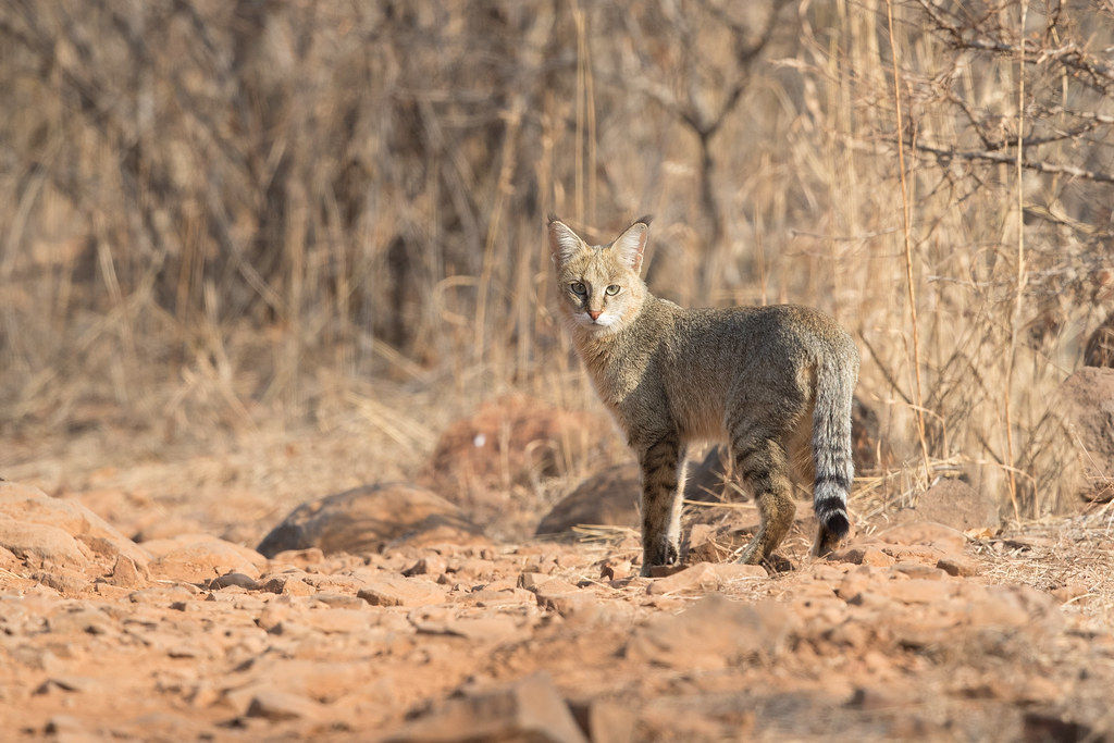 Jungle Cat Felis chaus in Ranthambhore National Park Flickr