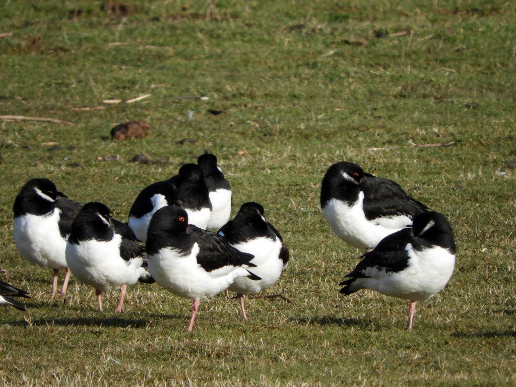 Oystercatchers near Heysham Reading Tom Flickr