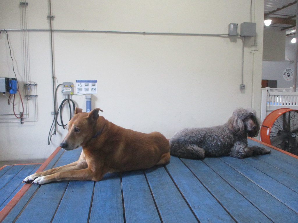 IMG_4486 Dr. Boyd's Irvine Flickr