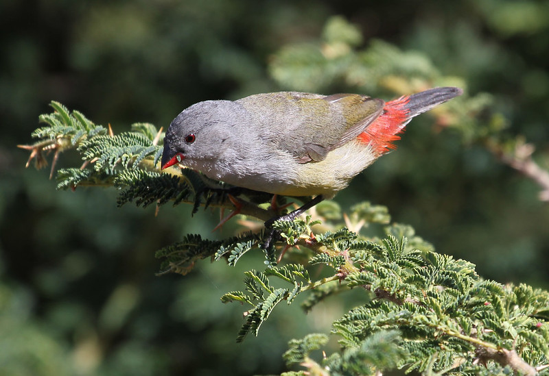 Yellowbellied Waxbill / Coccopygia quartinia photo call and song