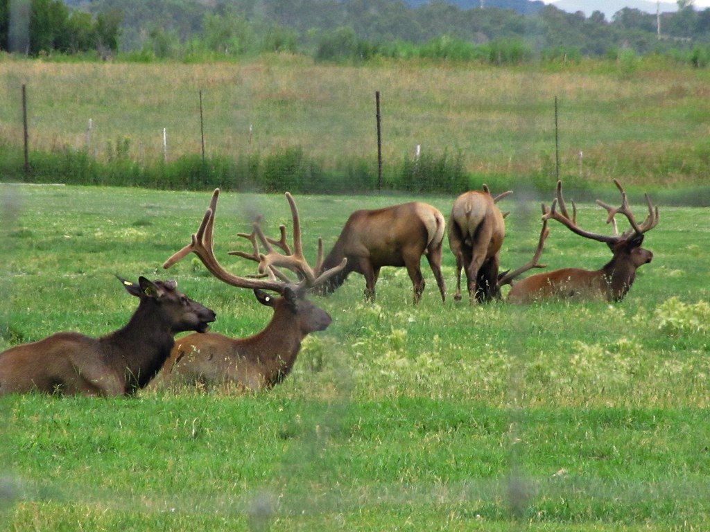 Elk farm through the fence (4 of 4) When I see elk on a me… Flickr