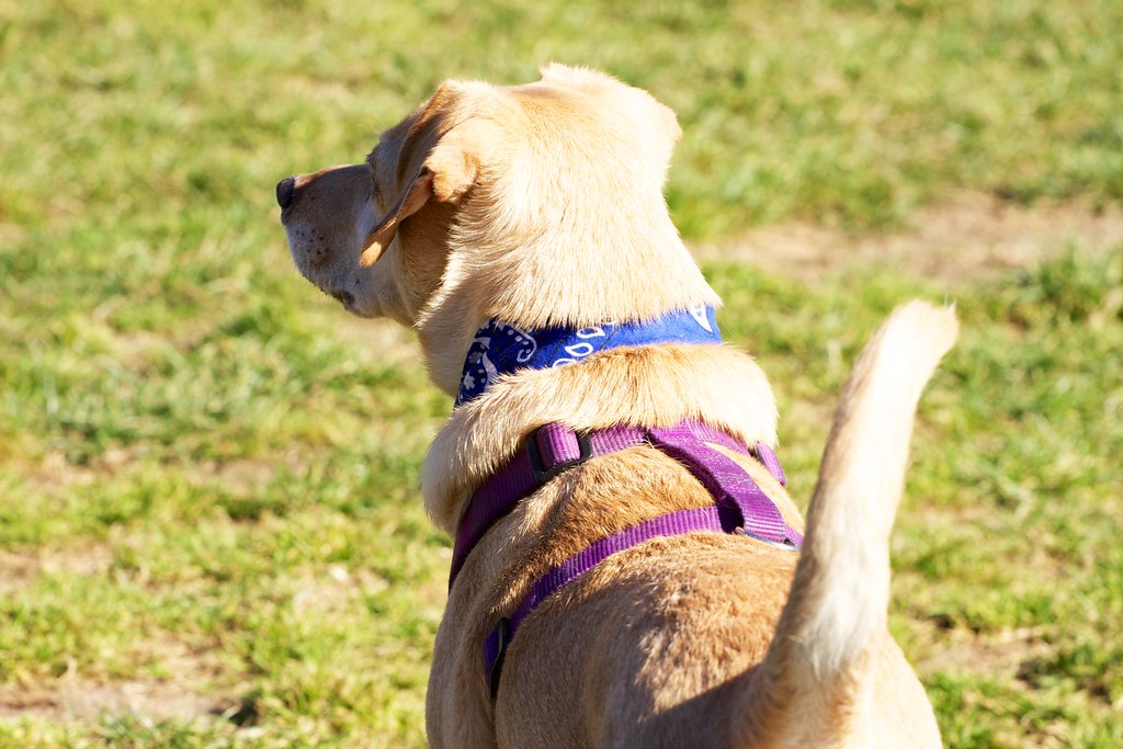 Pasadena OffLeash Dog Park Pasadena,CA Channone Arif Flickr