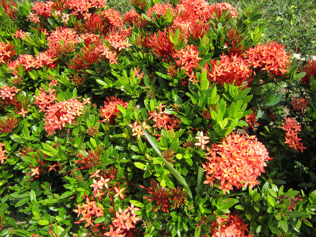 THE SANTAN PLANT Flowers in bloom PINOY PHOTOGRAPHER Flickr