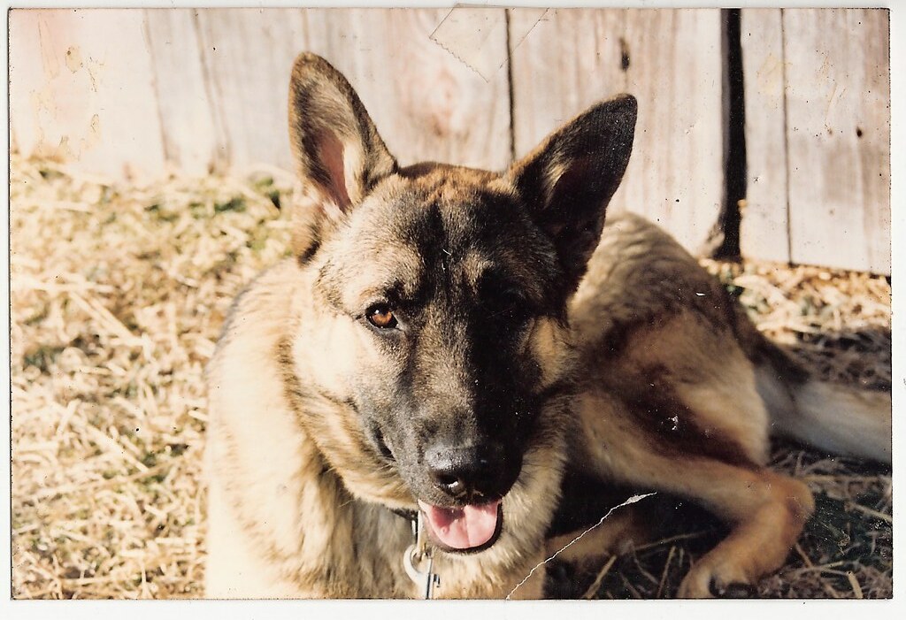 MOBY CLIFTON A SHORT ESSAY ABOUT OUR DOGS AND CATS IN THIS… Flickr