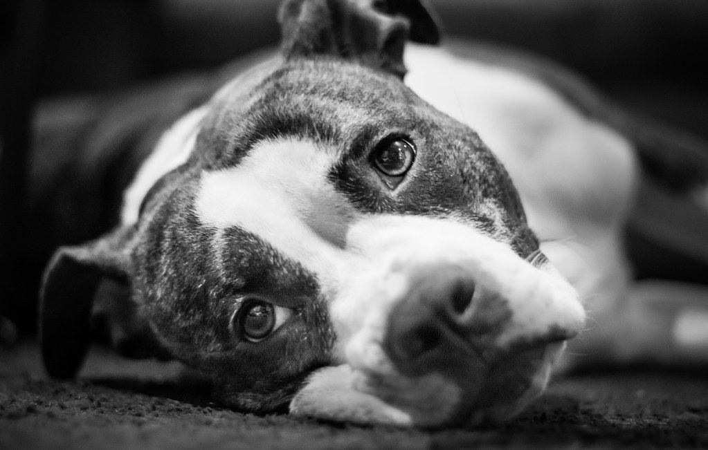 LPTG13WK36 Dogs Luna Jason Corey Flickr