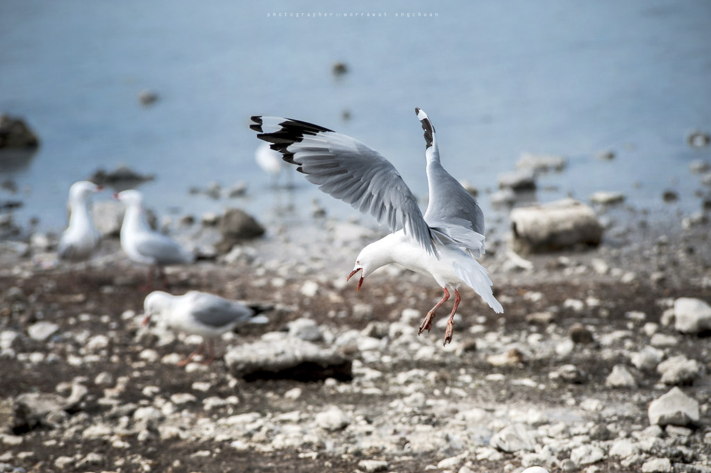 Landing seagull This was my first shooting moving object. Worrawat