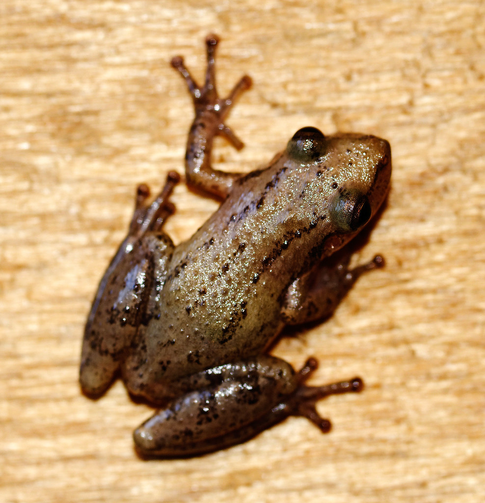 Little brown frog wolf4max Flickr