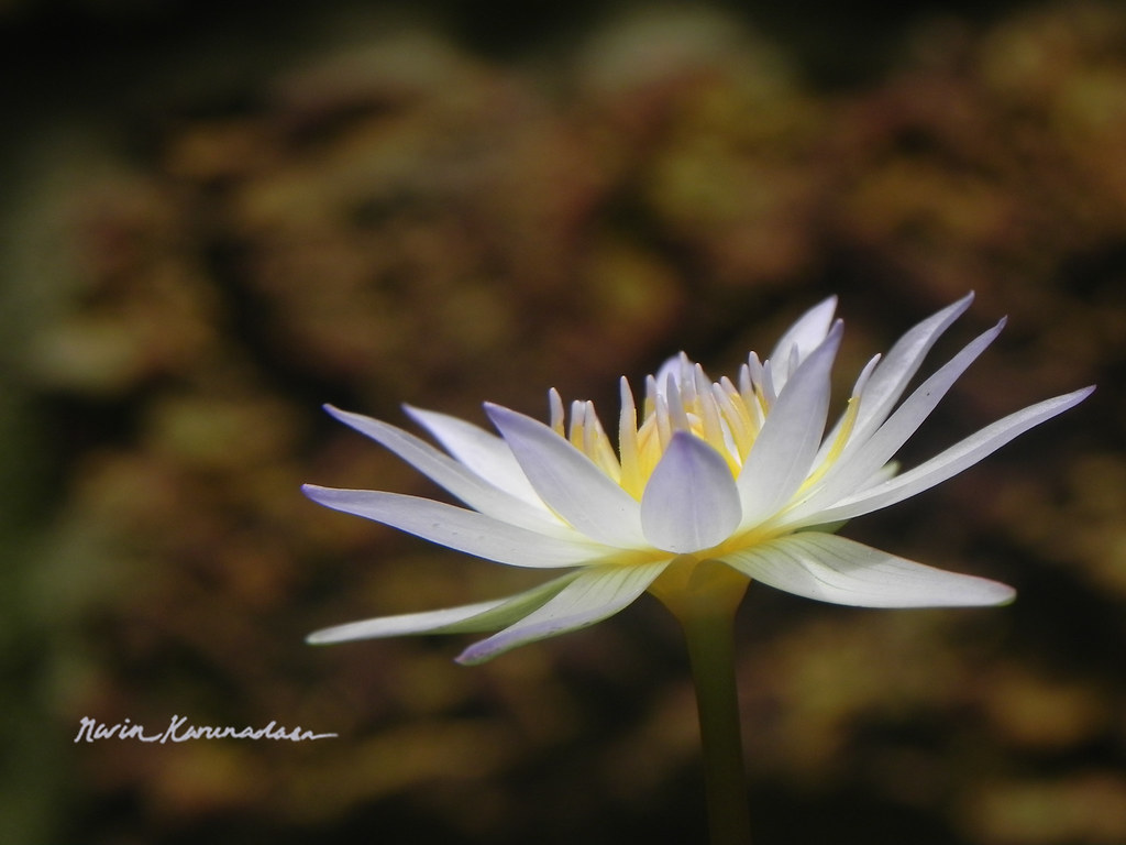 White Lotus Someone once told me this could symbolise "fem… Flickr
